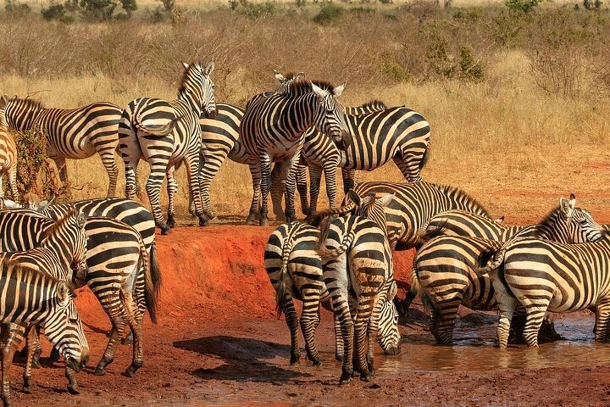 a herd of zebras drinking at a watering hole