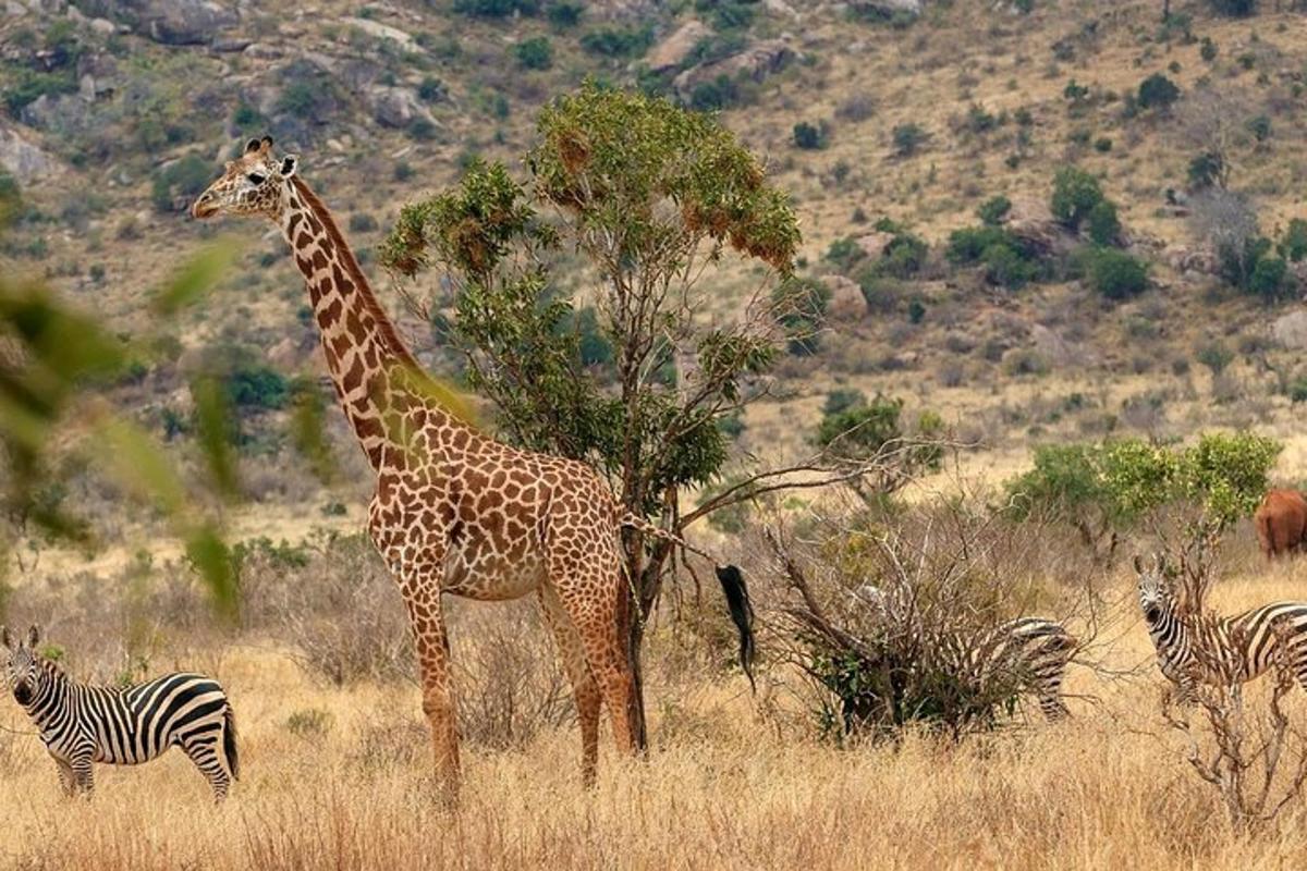 a giraffe and a group of zebras in a field