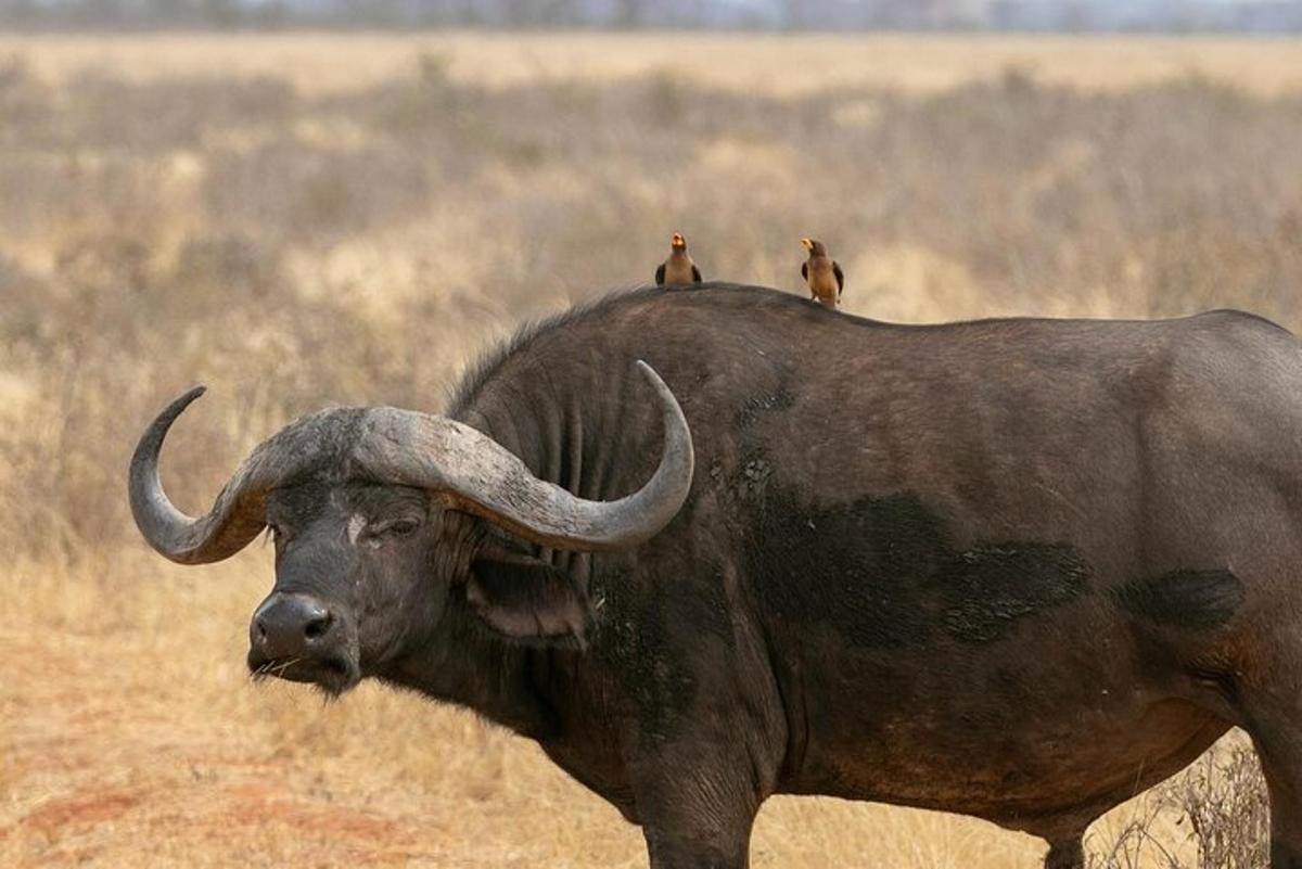 two birds sitting on the back of a bull