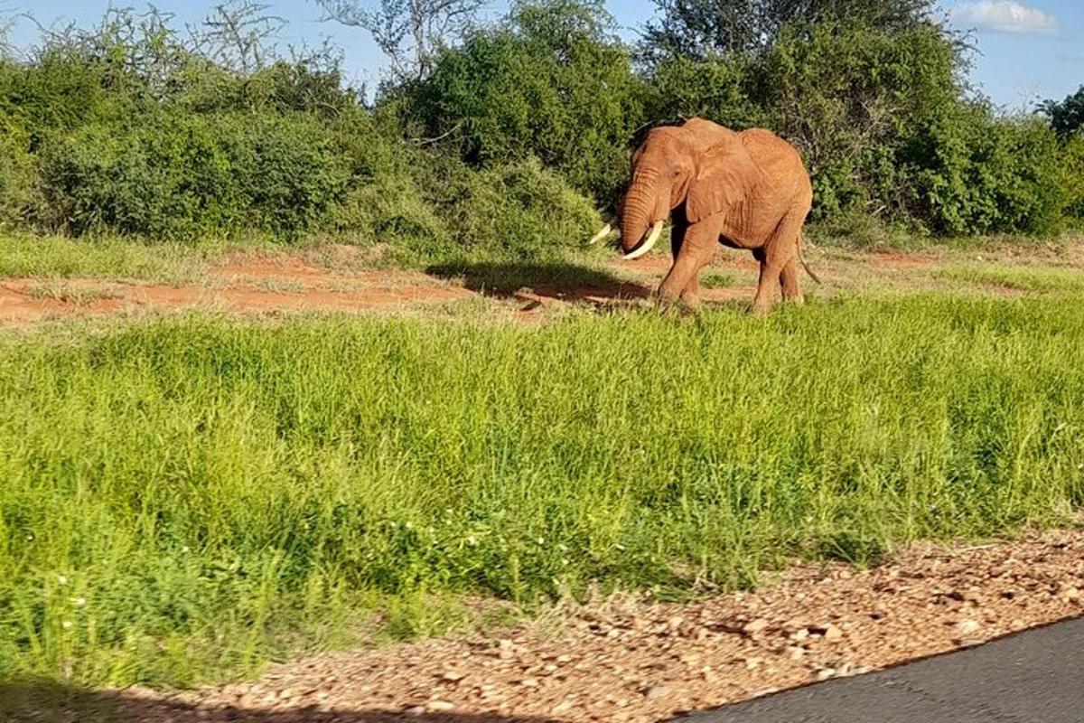 um elefante caminhando na grama ao lado de uma estrada