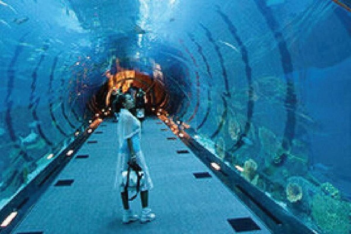 a group of people standing in an aquarium looking at fish