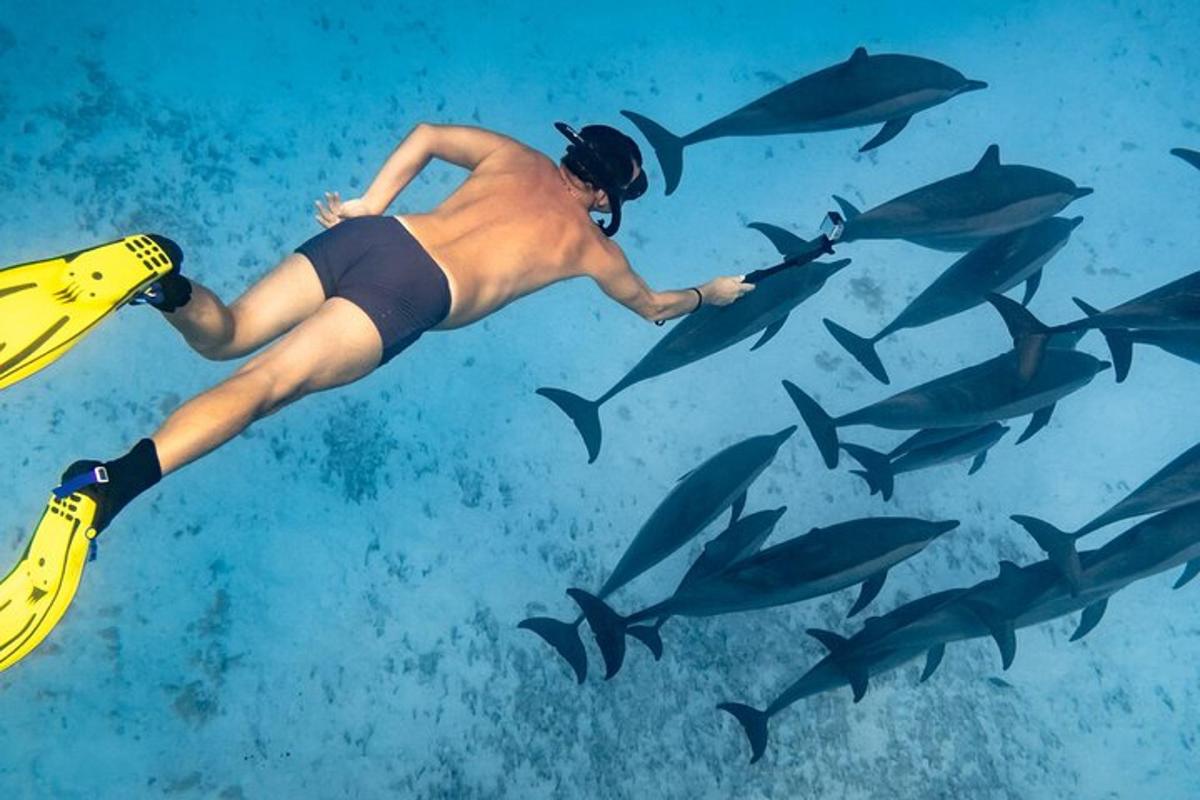 un home nedant a l'oceà amb una manada de taurons