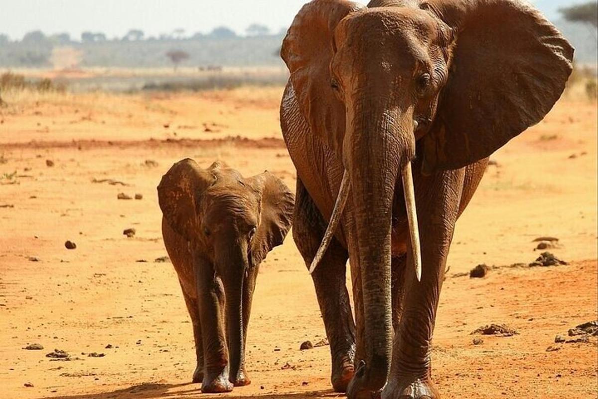 en voksen elefant og en babyelefant som går på et jordfelt