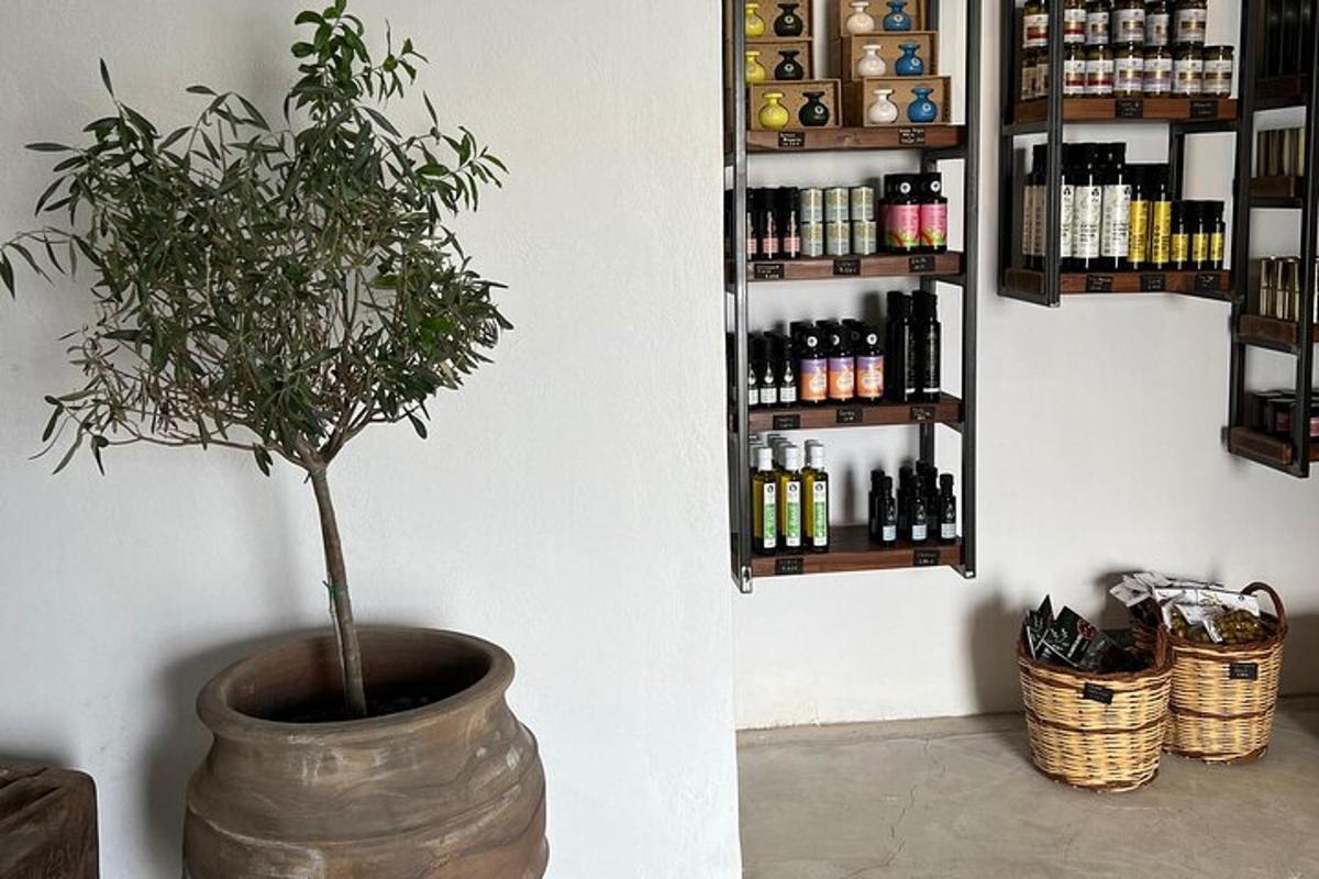 a plant in a large pot next to a wall