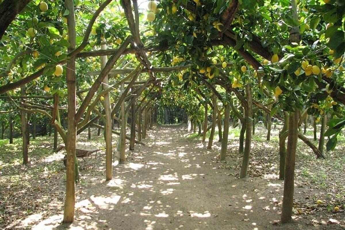 un rând de pomi fructiferi într-o plantație