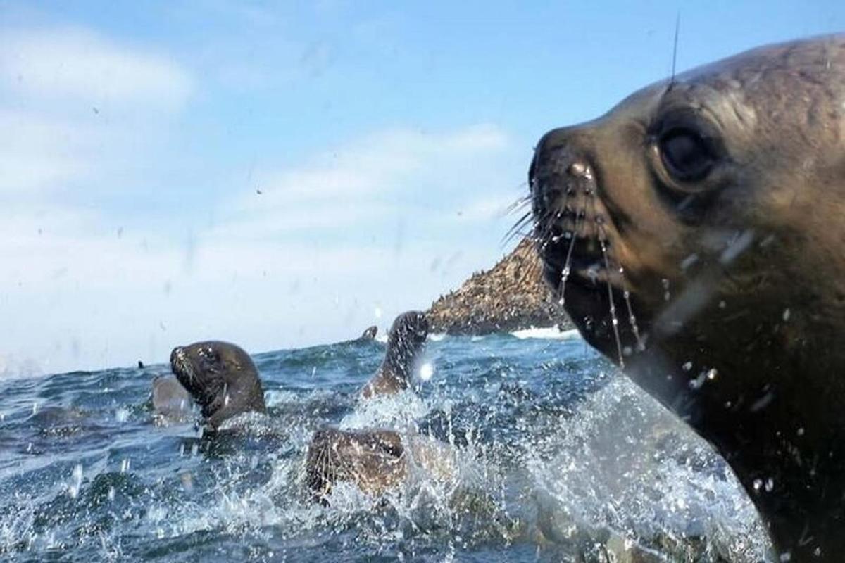 seekor gajah laut sedang bermain air