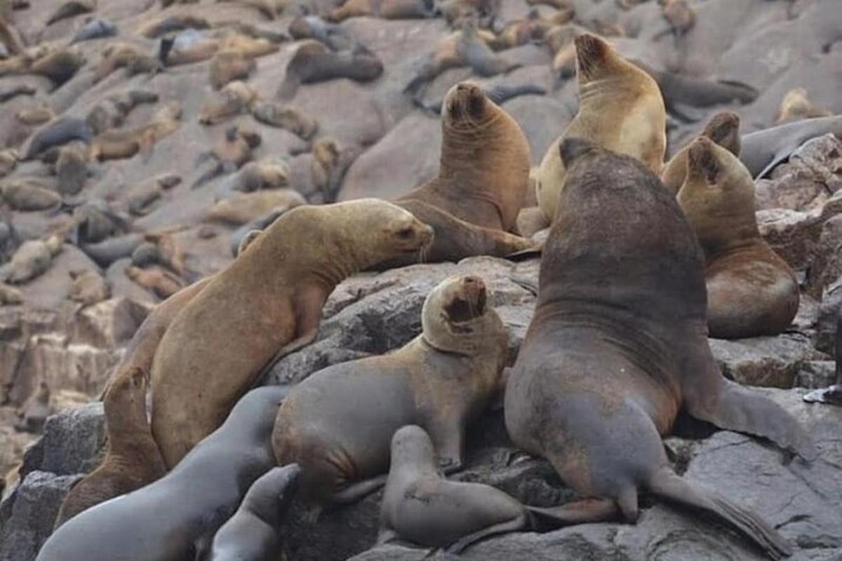 um grupo de focas deitadas nas rochas