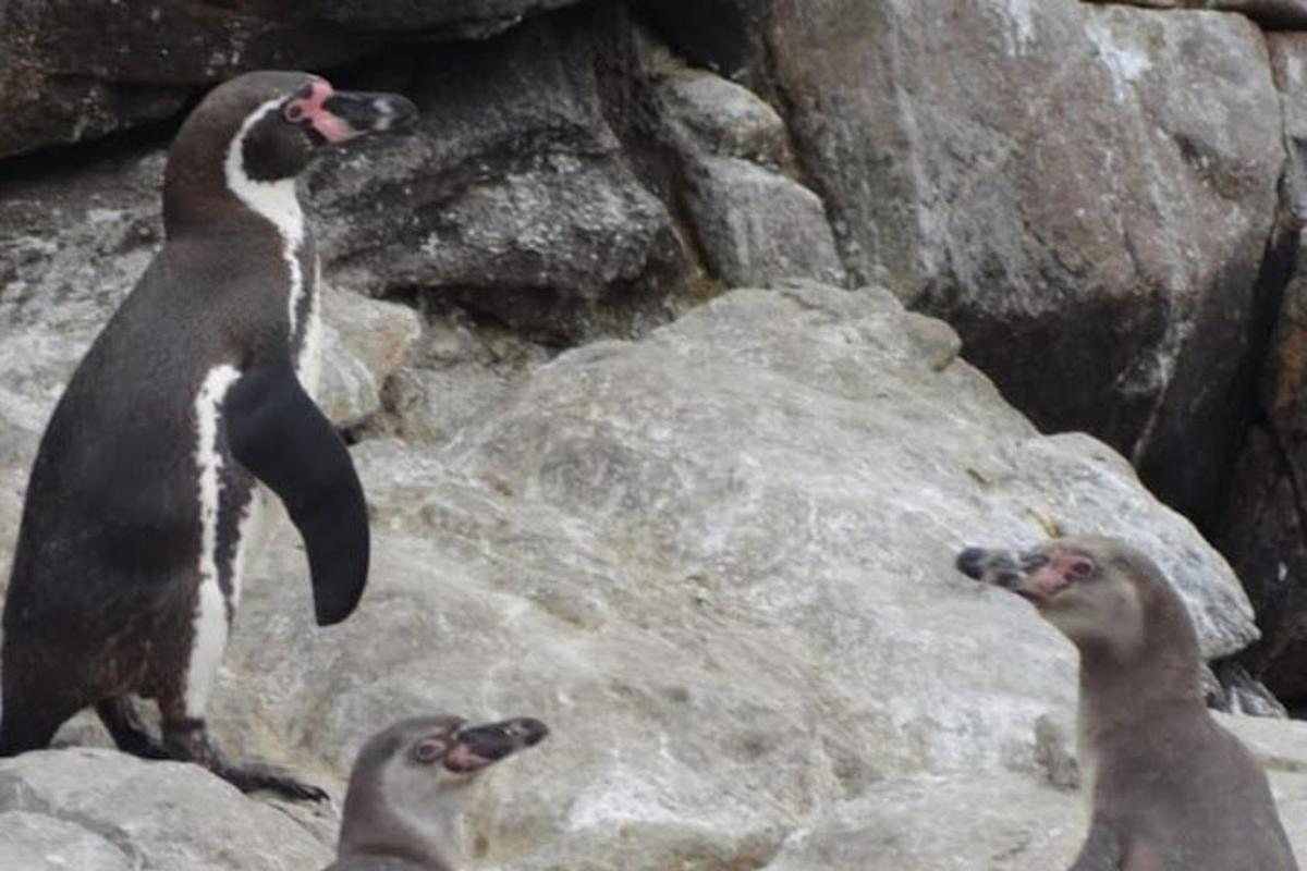 dua penguin berdiri di atas beberapa batu