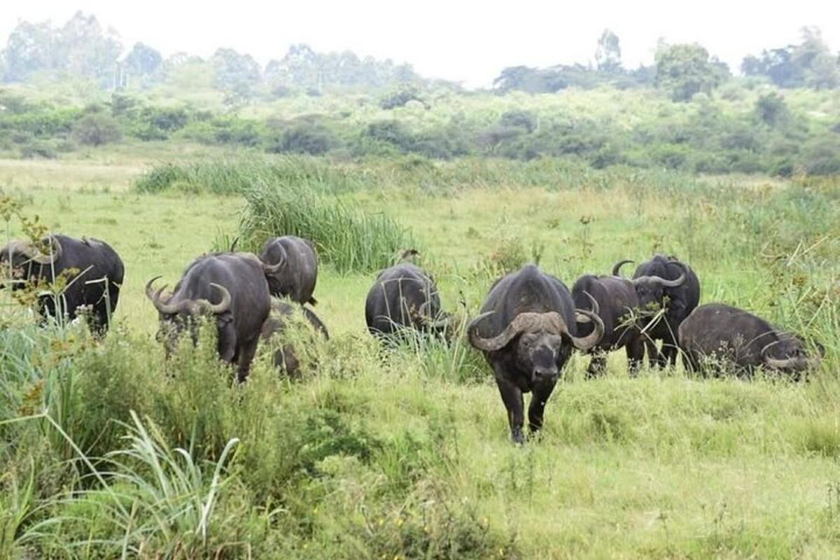 a herd of buffalo standing in a field of grass