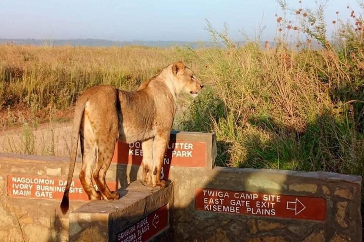a lion standing on top of a sign