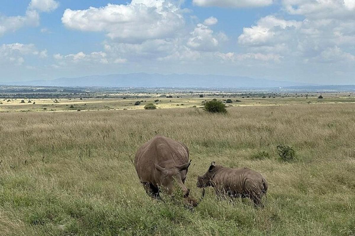 a mother and baby elephant standing in a field