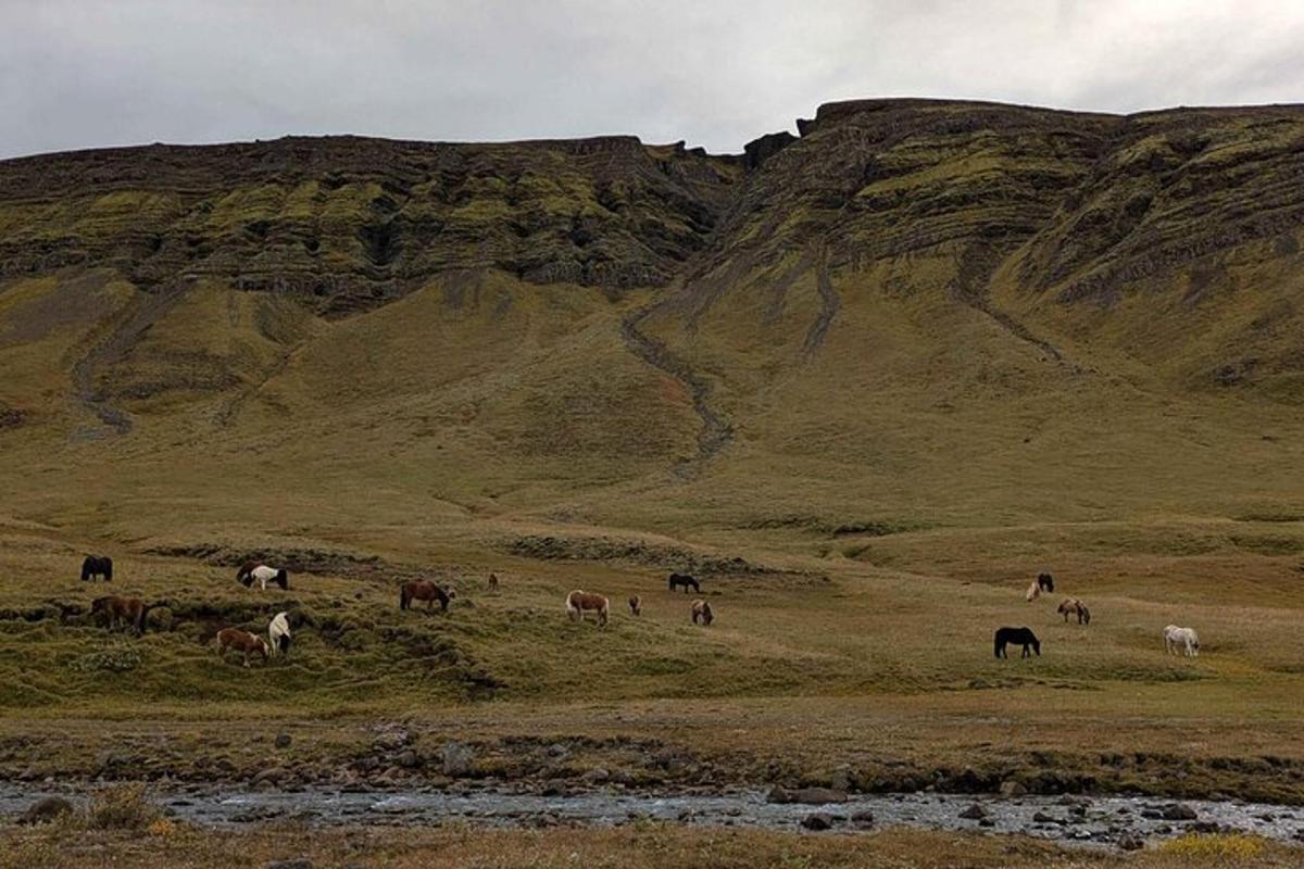 Una manada de caballos pastando en un campo cerca de una montaña