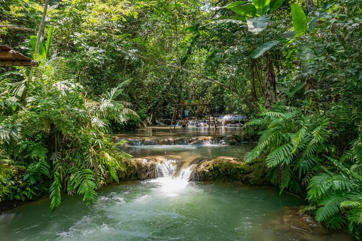 a stream in the middle of a forest with a waterfall