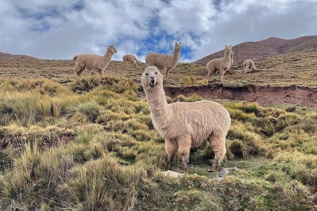 um grupo de lhamas em pé em uma colina gramada