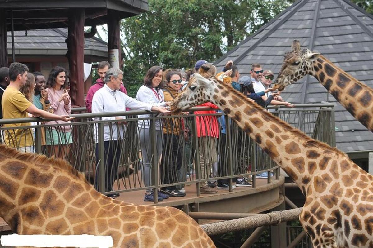 due giraffe in piedi accanto a una folla di persone