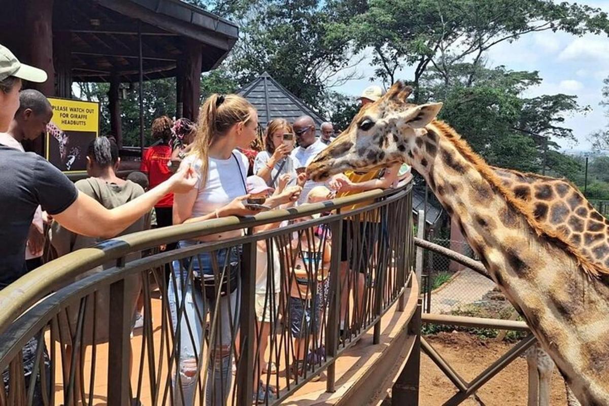 skupina lidí krmících žirafu v zoo