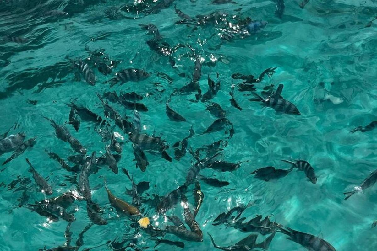 a group of fish swimming in the water