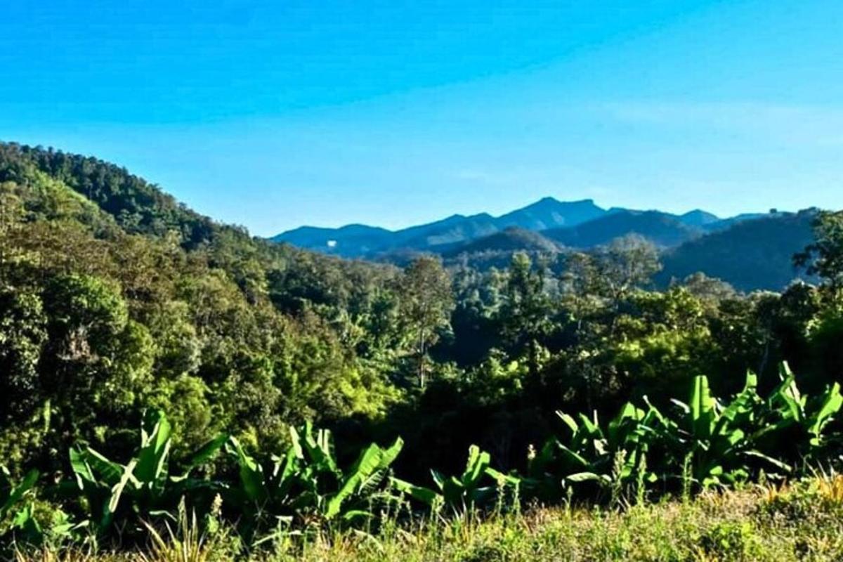 una vista d'un bosc amb muntanyes al fons