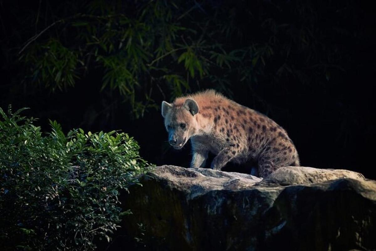 a hyena standing on top of a rock