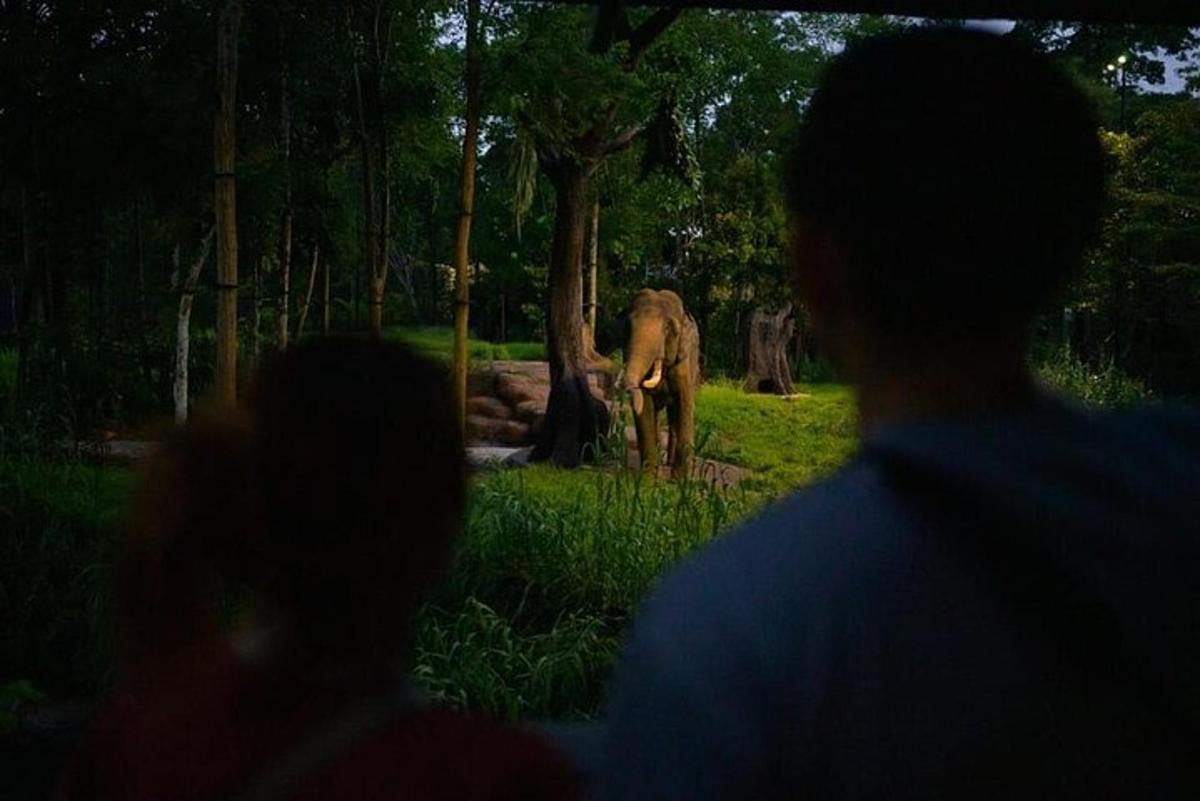 a group of people looking at an elephant in a field