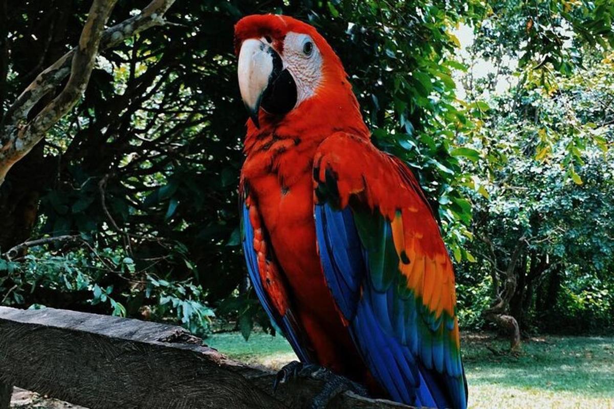 um papagaio colorido sentado em um galho de árvore
