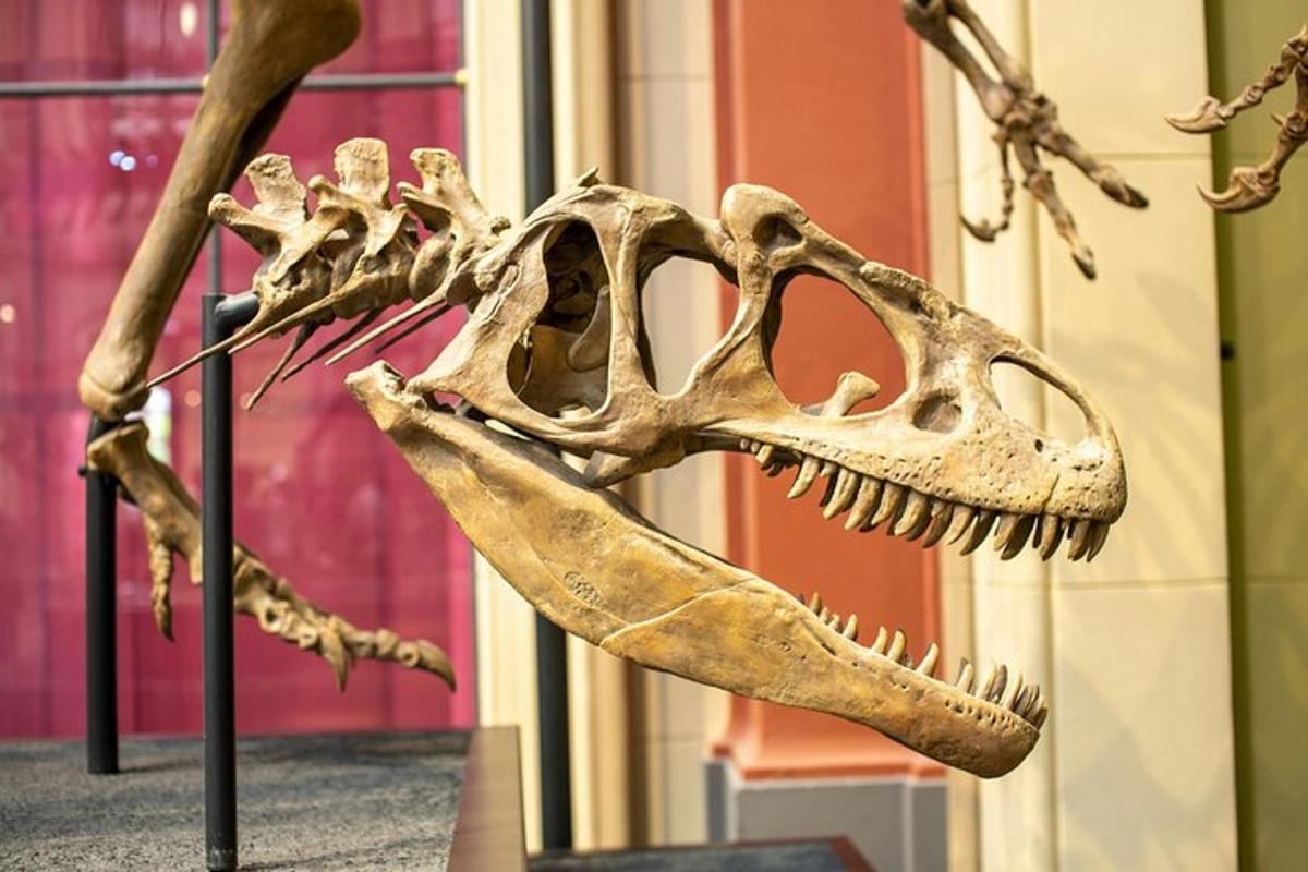 dinosauruksen luuranko esillä museossa