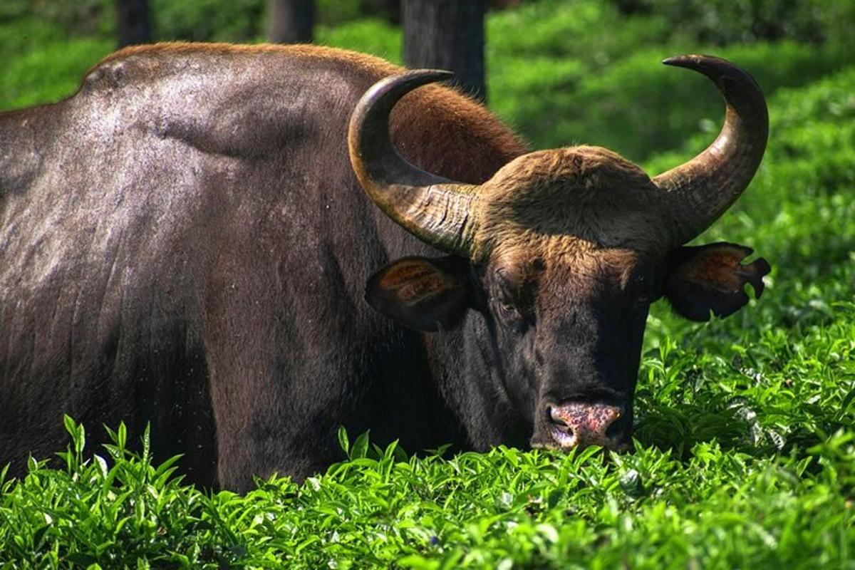 un taureau avec de longues cornes couché dans l'herbe