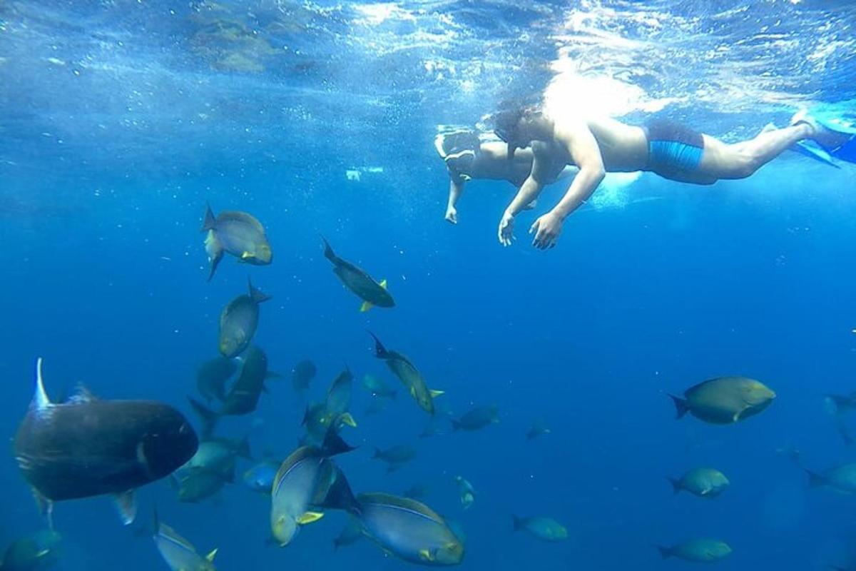 a woman swimming in the water with a group of fish