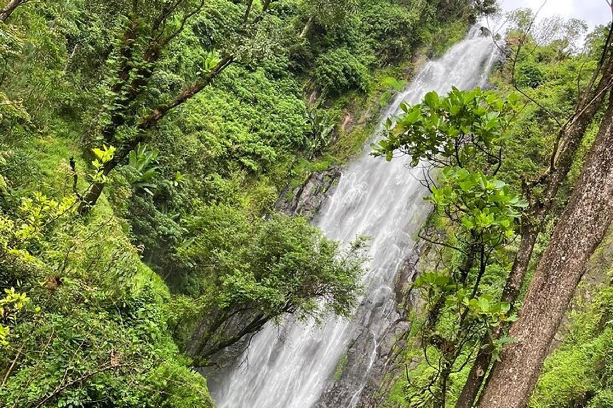 ein Wasserfall mitten in einem Wald mit Bäumen