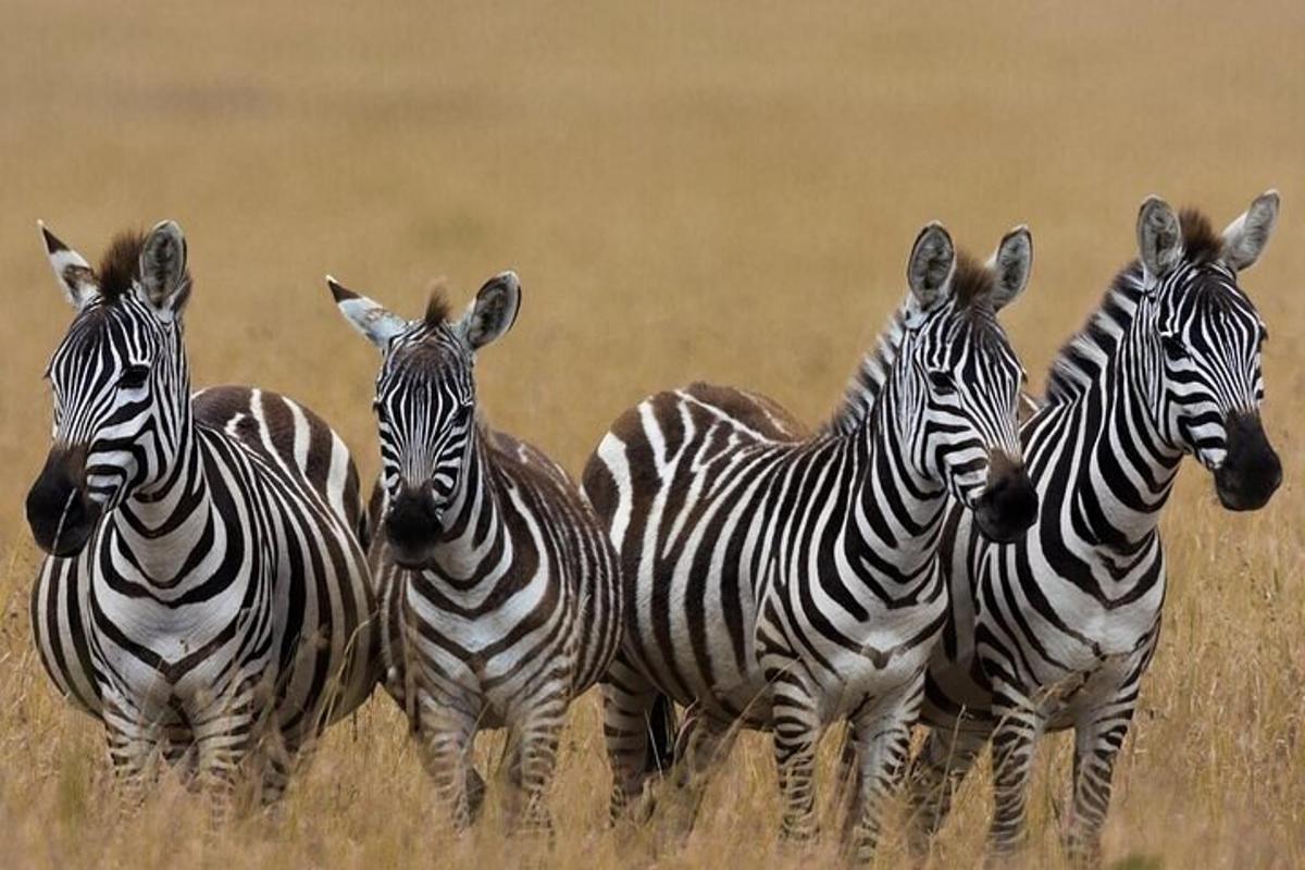 um grupo de zebras em um campo