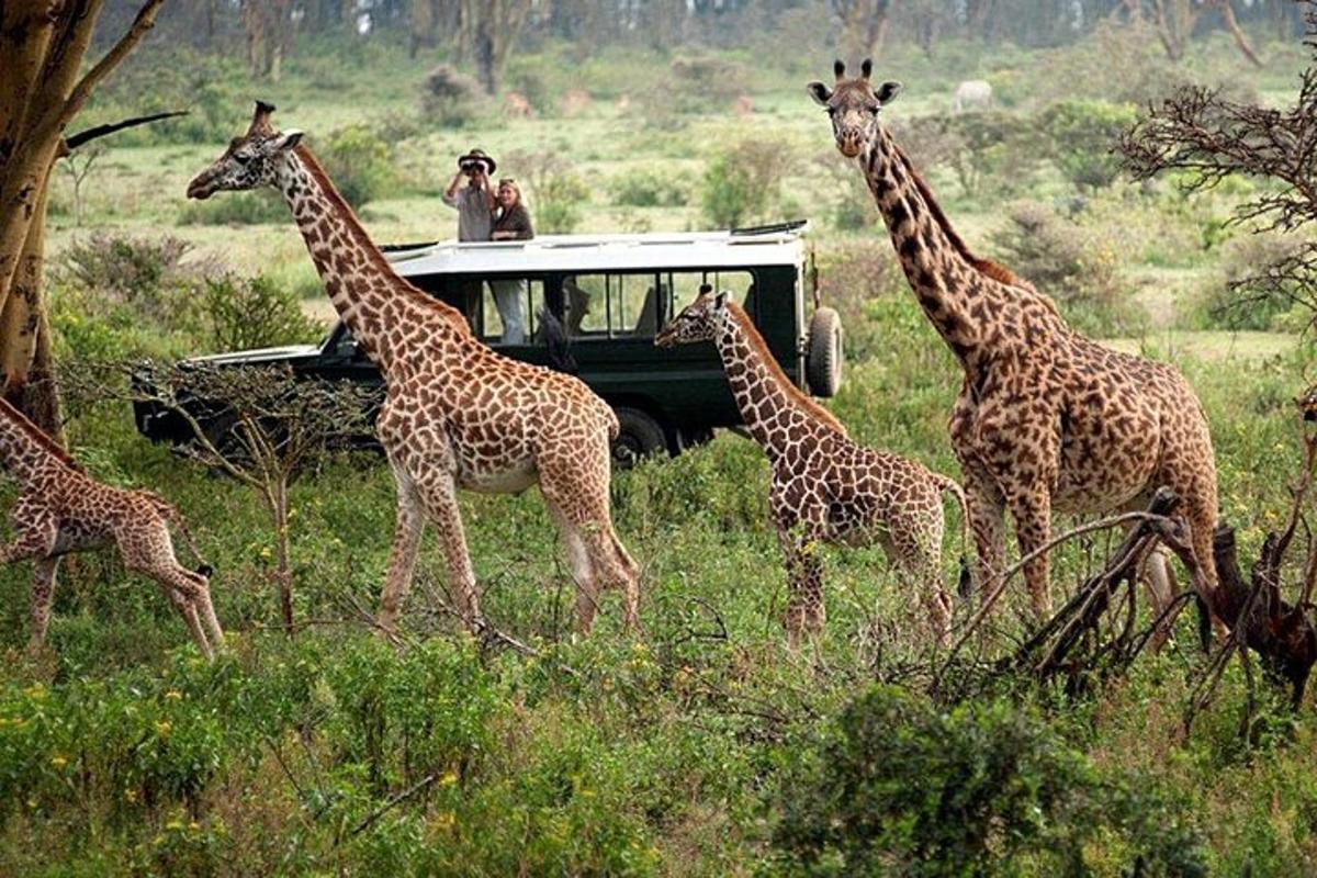 um grupo de girafas caminhando na frente de um veículo