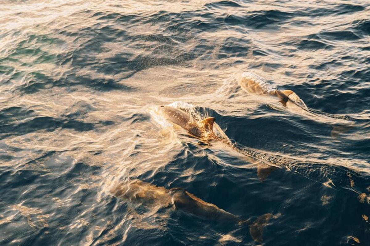 a dolphin swimming in the water