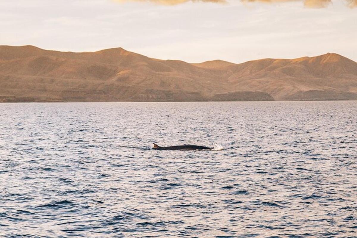 a whale swimming in the middle of a large body of water