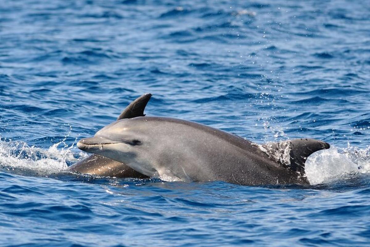 en delfin simmar i vattnet
