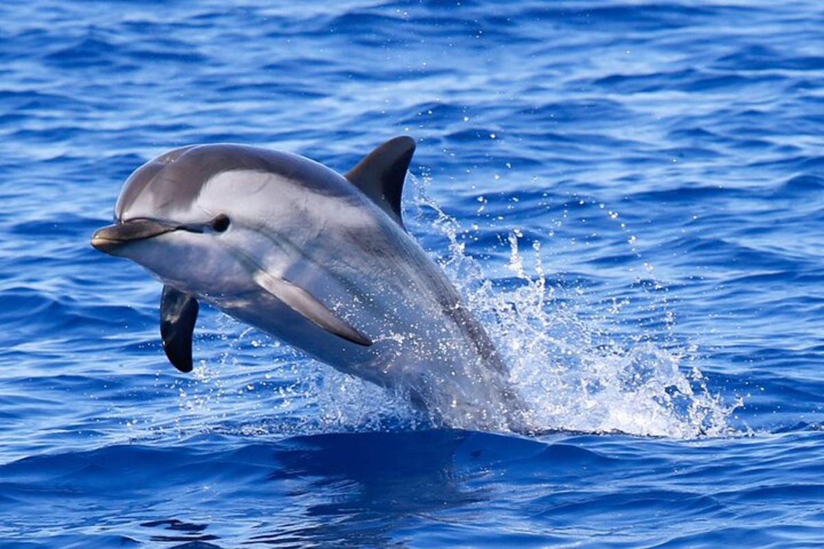 un delfin sărind din apă