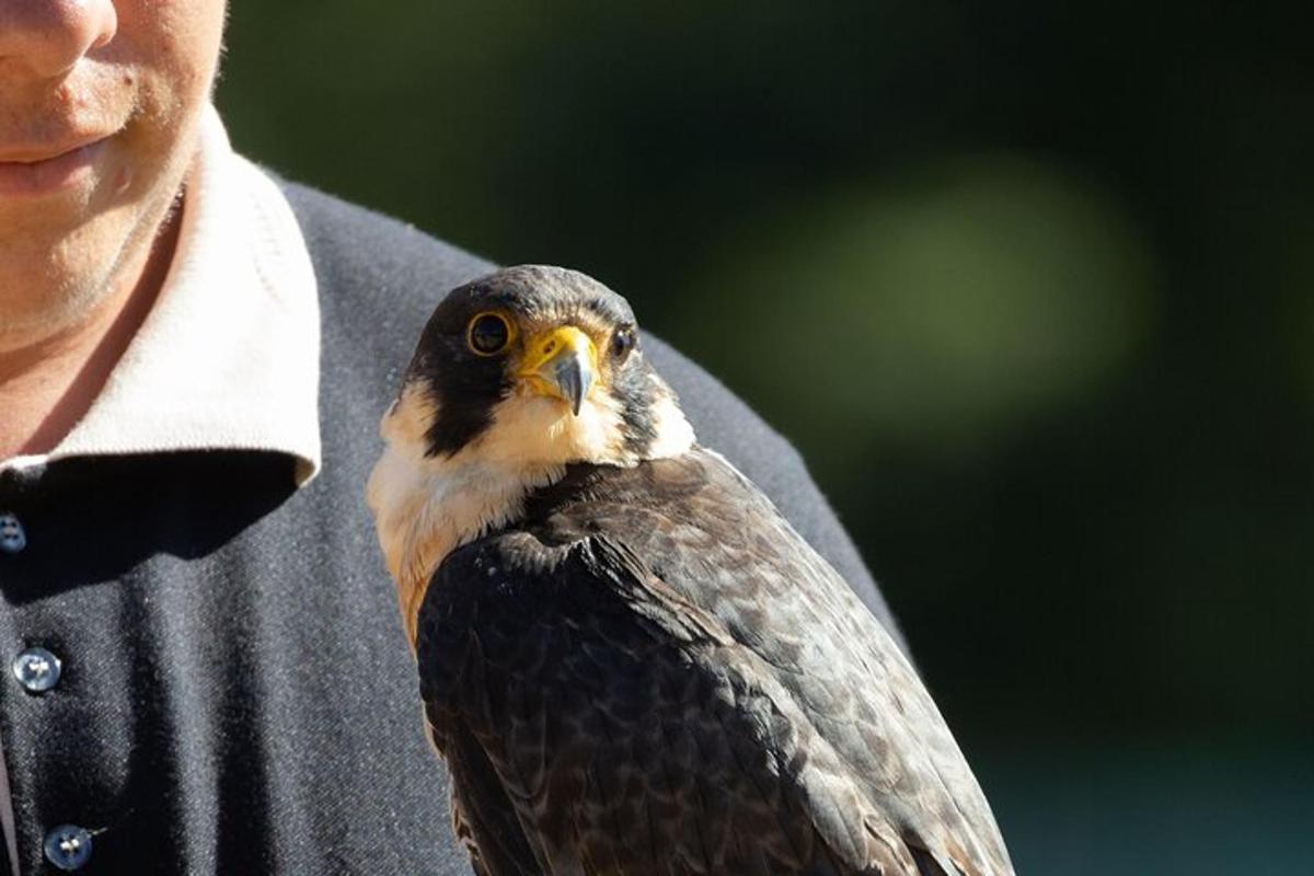 a man is holding a bird on his arm