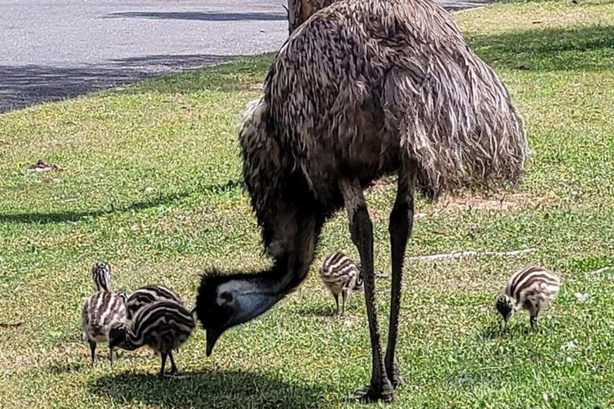 a large bird standing in the grass with zebras