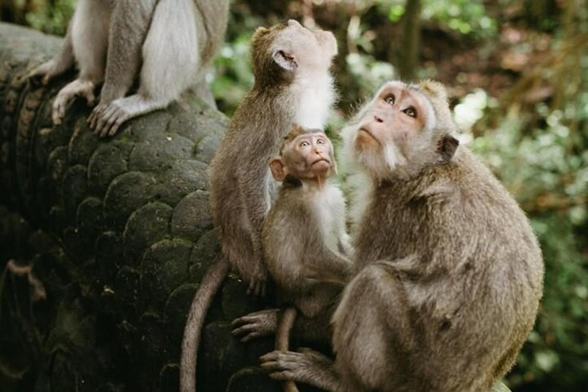 sekumpulan monyet duduk di atas batu