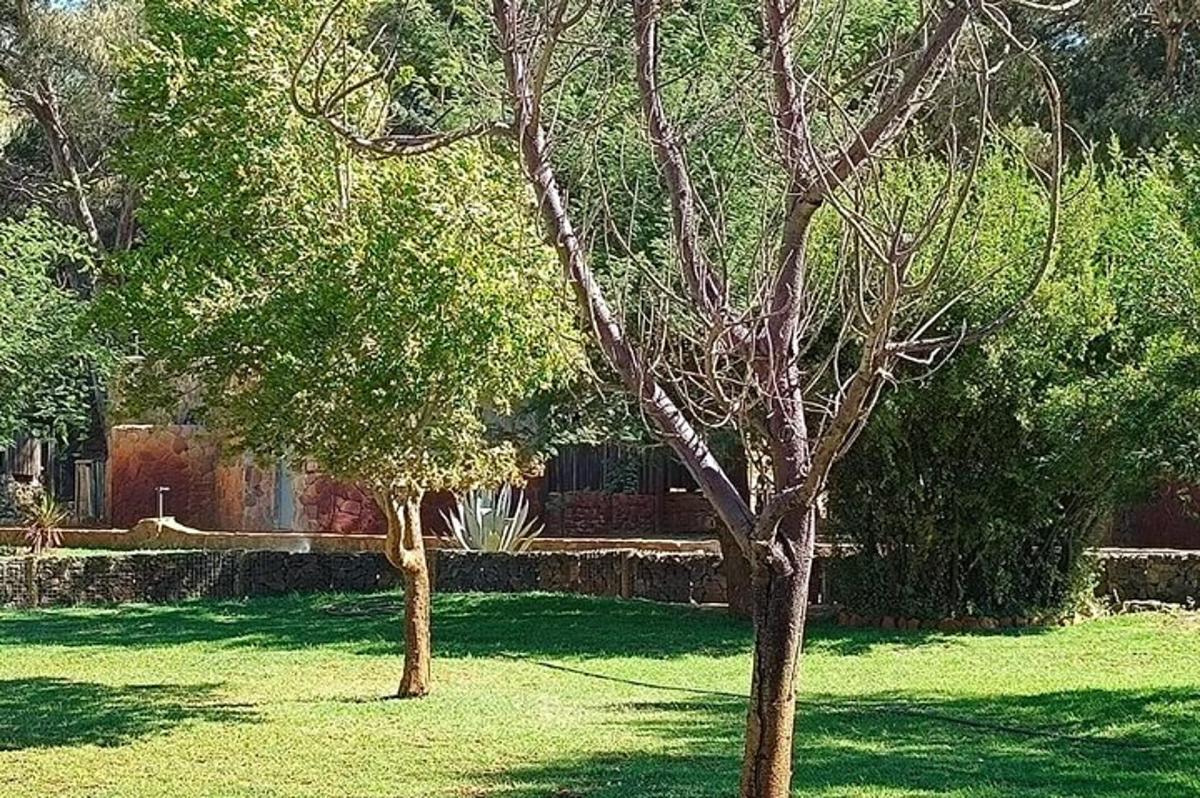 due alberi nel cortile di una casa
