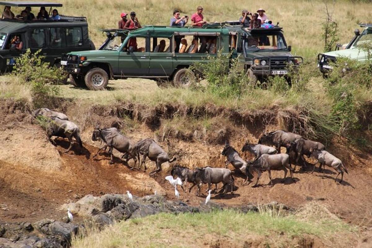 un gruppo di animali che corre lungo una strada sterrata con una jeep