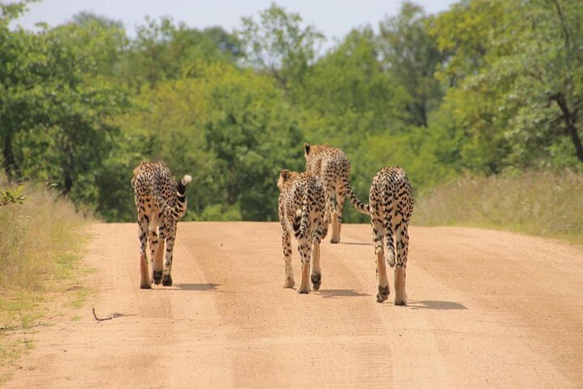 sekelompok cheetah berjalan menyusuri jalan tanah
