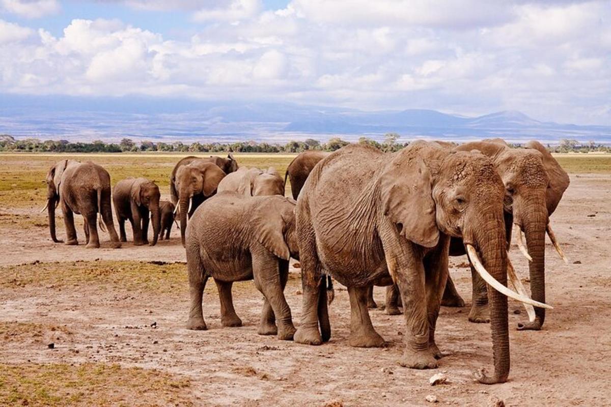 kawanan gajah berdiri di ladang