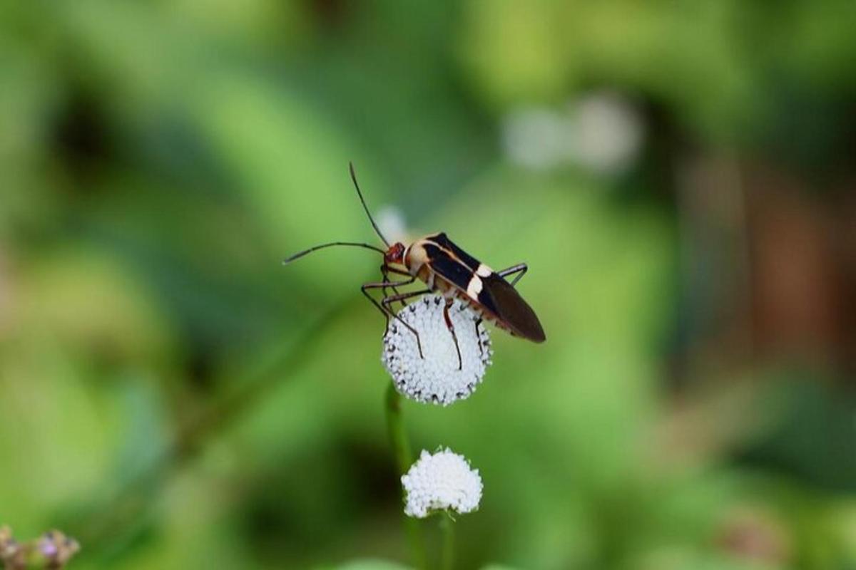 a small insect sitting on top of a flower