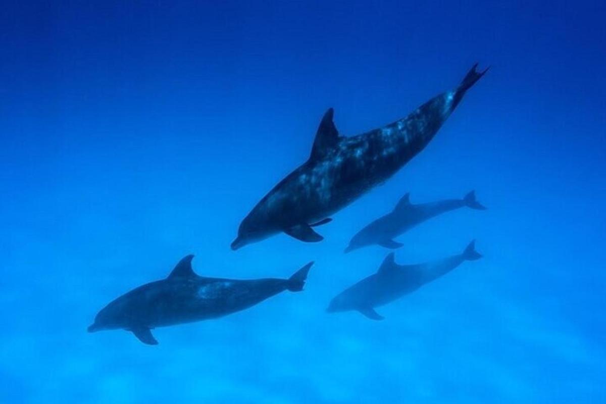 un gruppo di delfini che nuotano nell'acqua