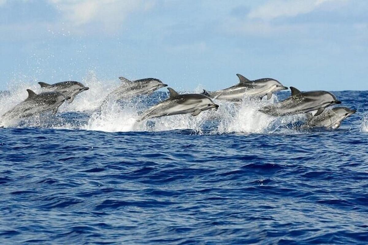 un gruppo di delfini che saltano fuori dall'acqua
