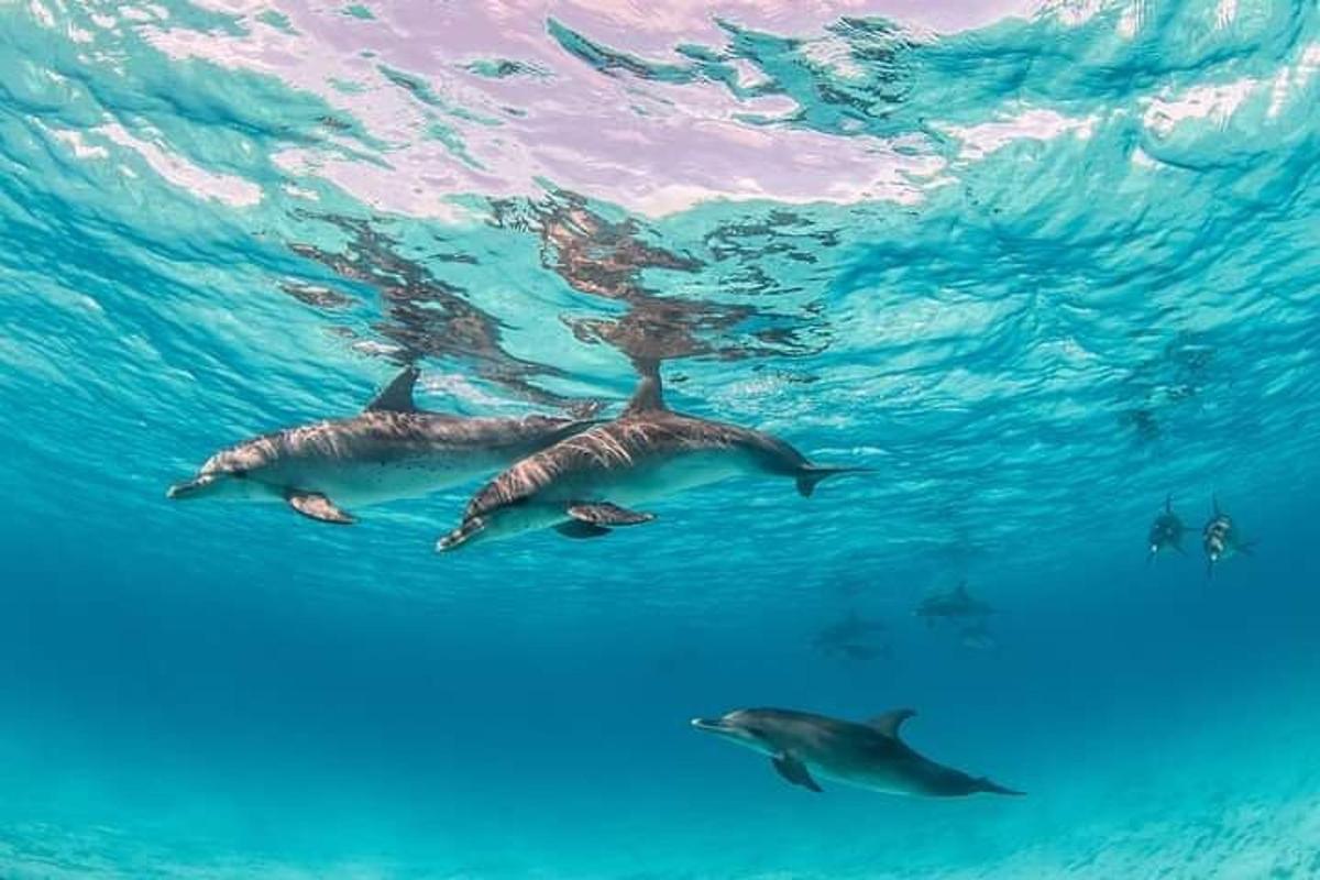 一群海豚在水中游泳