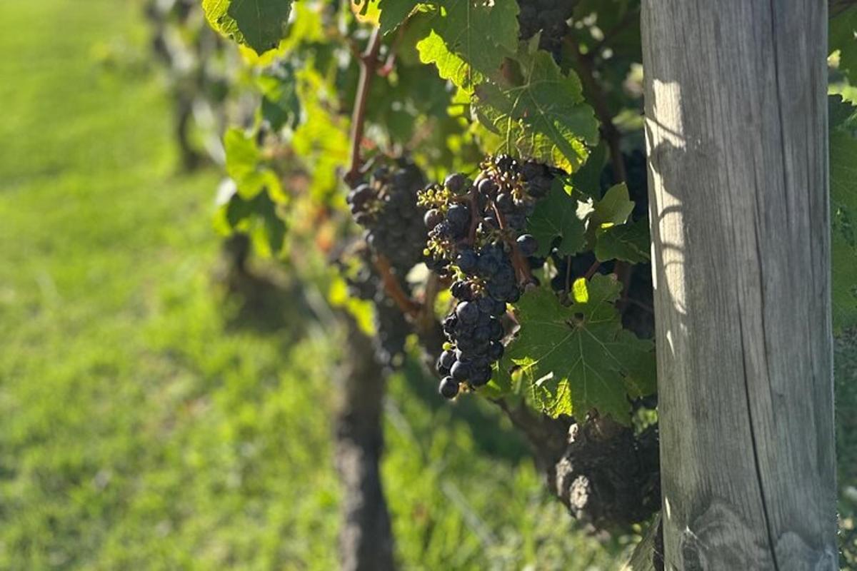 un grappolo d'uva nera appeso a un albero