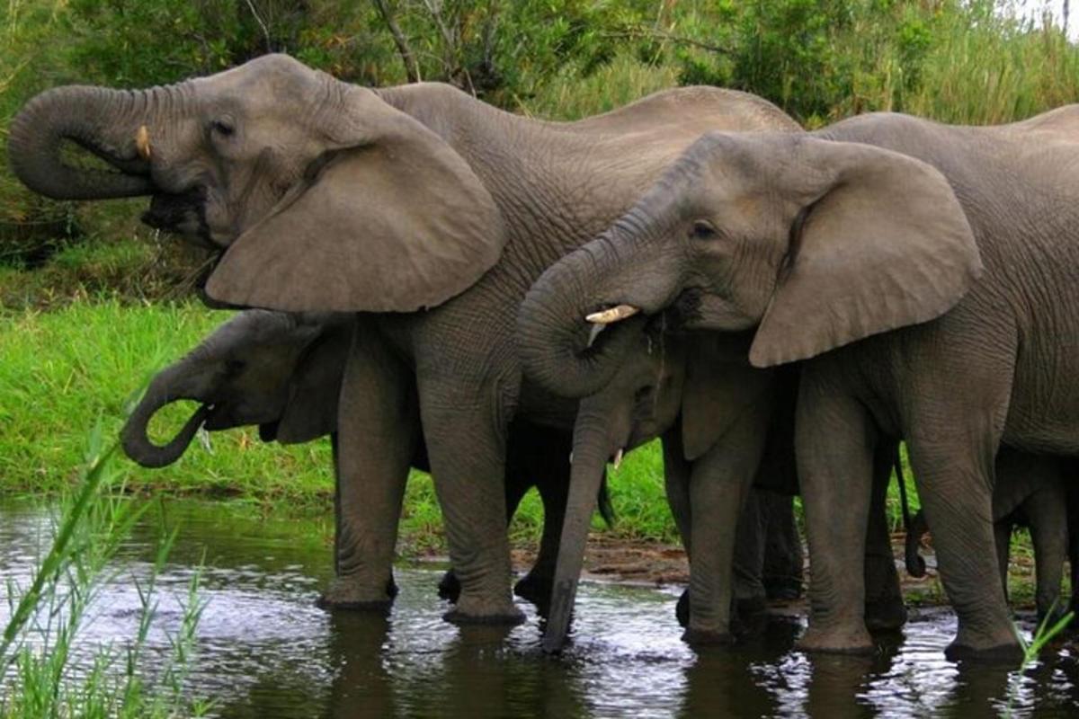 un gruppo di elefanti in piedi nell'acqua