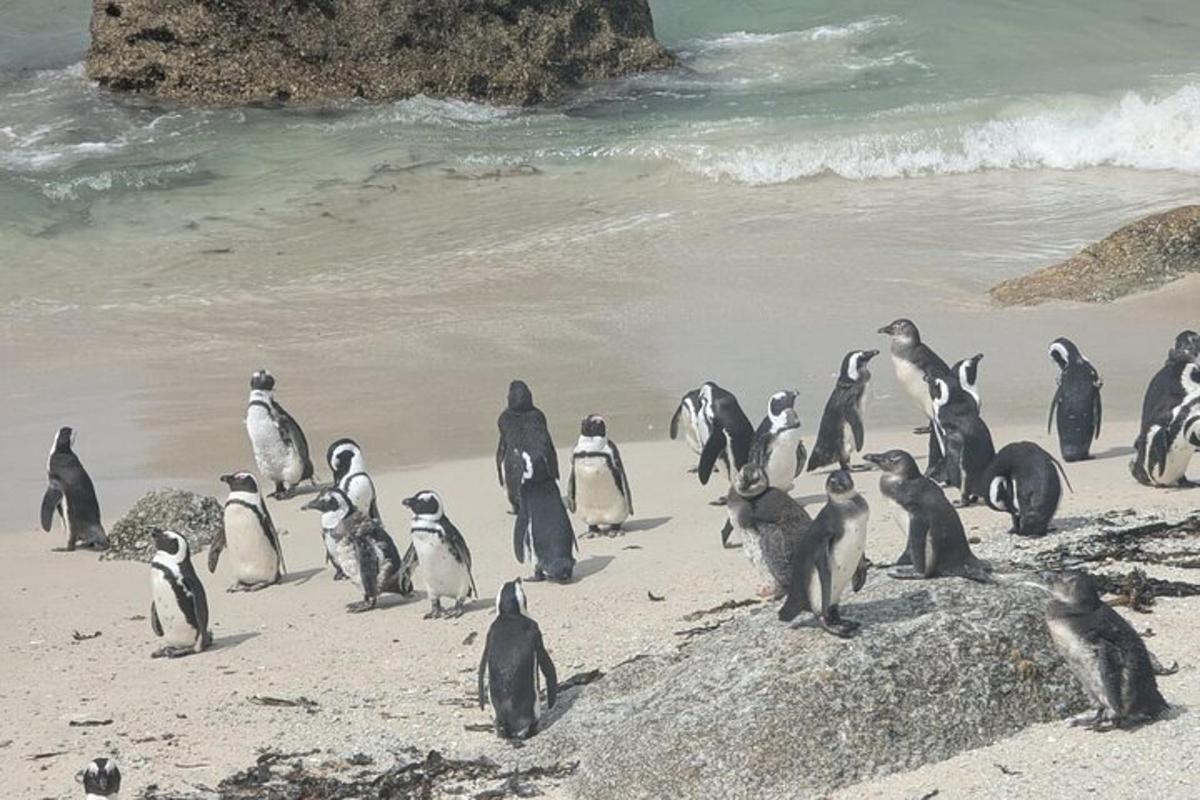 浜辺に立つペンギンの群れ