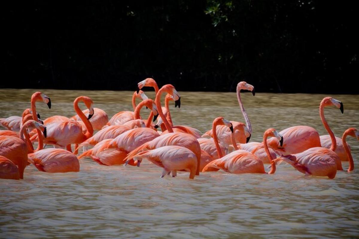 sekumpulan flamingo merah jambu berdiri di dalam air
